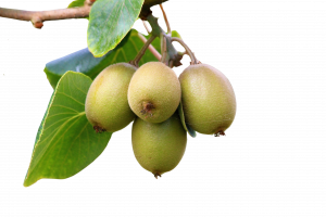 comprar-frutas-online-kiwis-amarillos-gcfruits