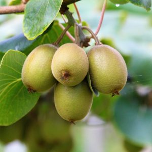 comprar-frutas-online-kiwis-rojos-gcfruits