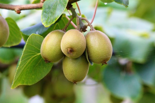 comprar-frutas-online-kiwis-rojos-gcfruits