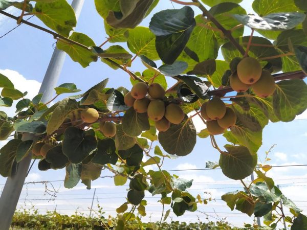 comprar-frutas-online-kiwis-amarillos-gcfruits