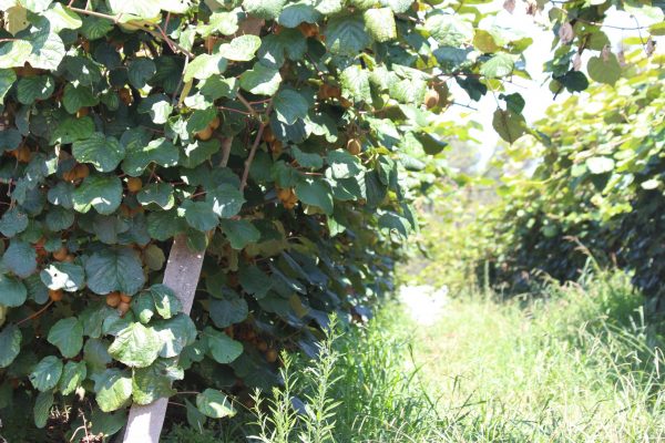 comprar-frutas-online-kiwis-verdes-gcfruits