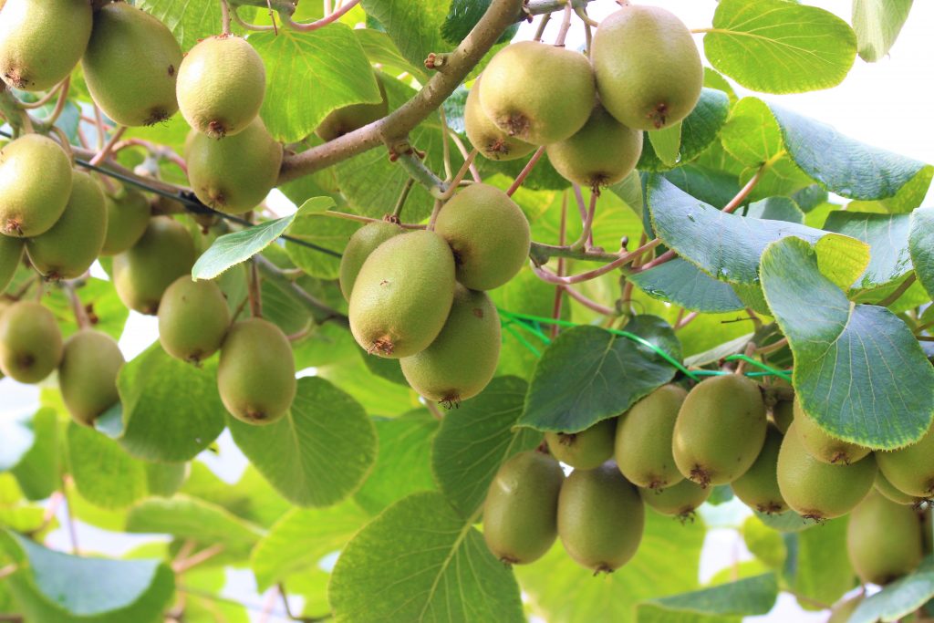 comprar-frutas-online-kiwis-rojos-gcfruits