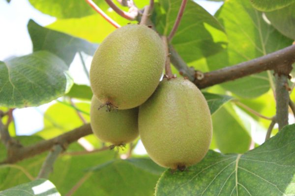 comprar-frutas-online-kiwis-rojos-gcfruits