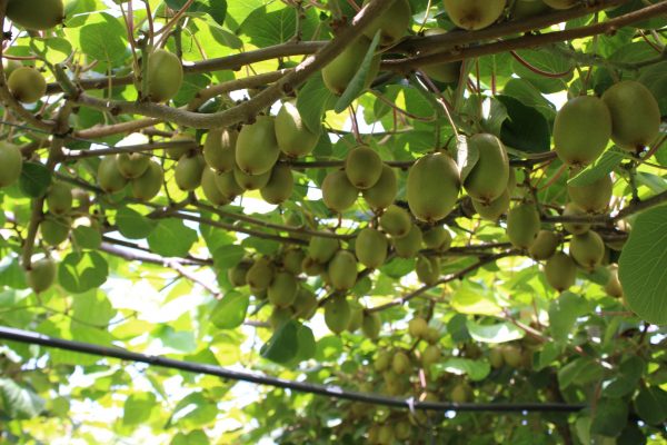 comprar-frutas-online-kiwis-rojos-gcfruits