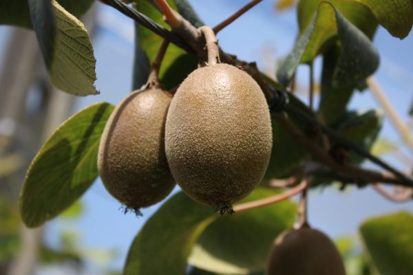 comprar-frutas-online-kiwis-rojos-gcfruits