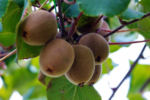 comprar-frutas-online-kiwis-amarillos-gcfruits