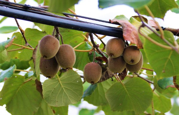 comprar-frutas-online-kiwis-amarillos-gcfruits