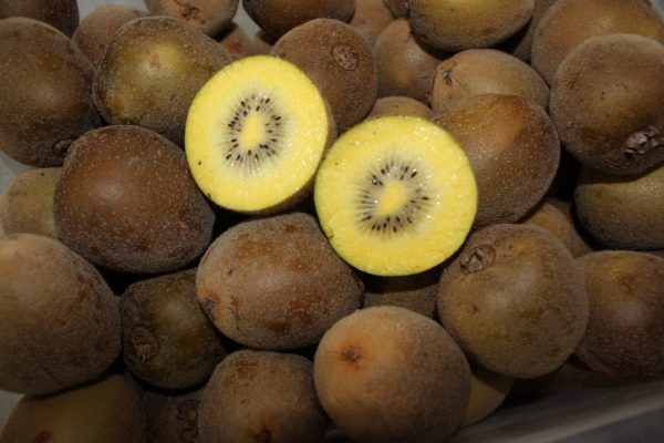 comprar-frutas-online-kiwis-amarillos-gcfruits