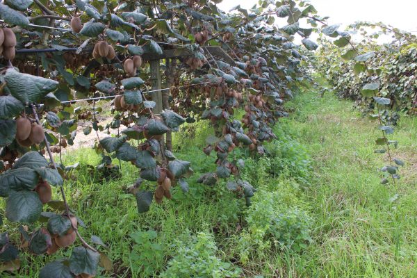 comprar-frutas-online-kiwis-verdes-gcfruits