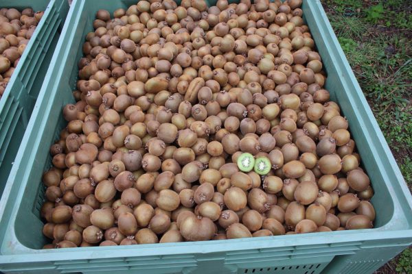 comprar-frutas-online-kiwis-verdes-gcfruits
