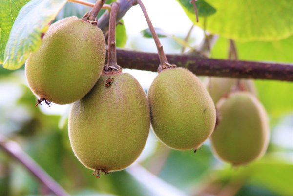 comprar-frutas-online-kiwis-rojos-gcfruits