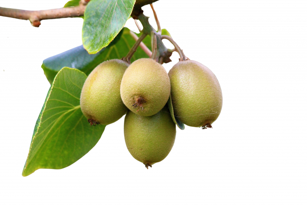 comprar-frutas-online-kiwis-amarillos-gcfruits